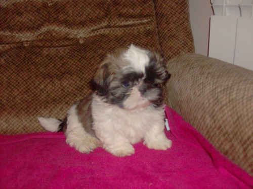 Shih tzu